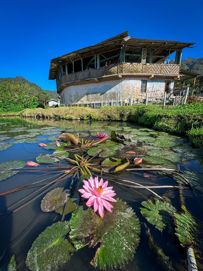 A traditional Karo house beside a lotus pond in the highlands