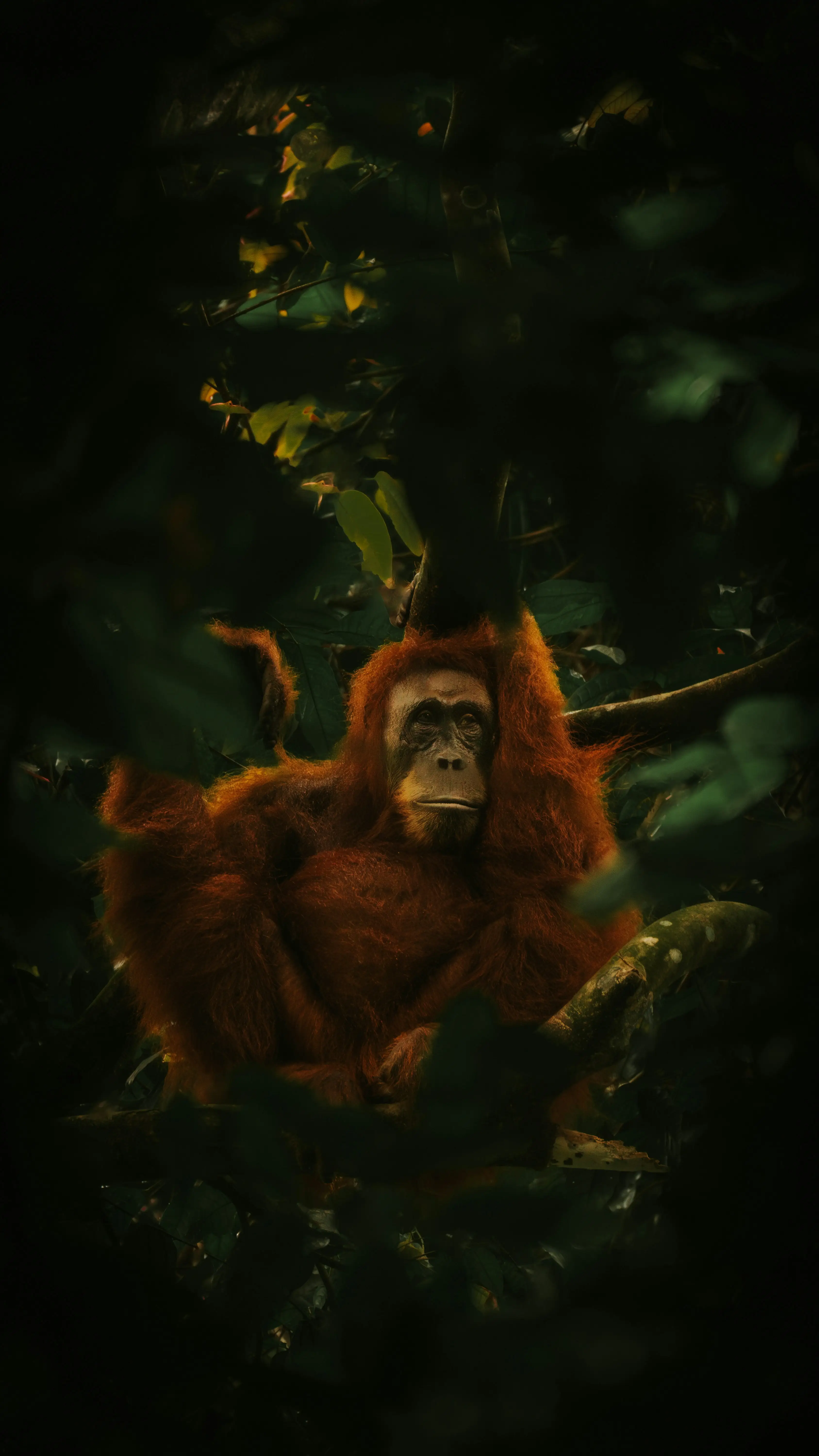 orang utan in bukit lawang