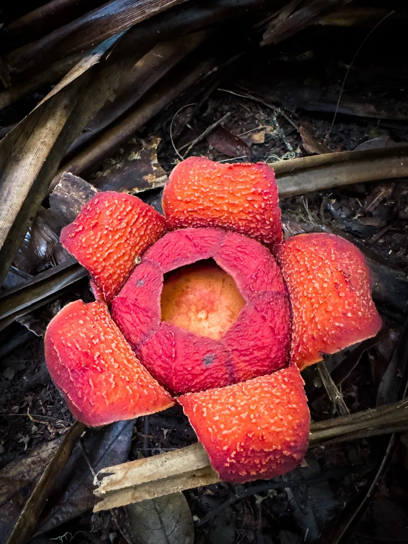 A rafflesia bloom beside the jungle trail below Mount Sibayak