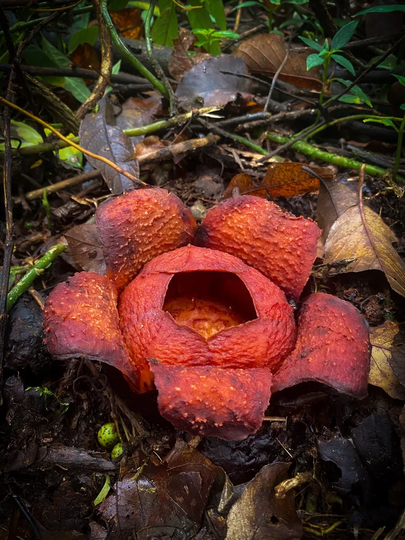 Close-up of a red Rafflesia flower blooming on the jungle floor near Berastagi